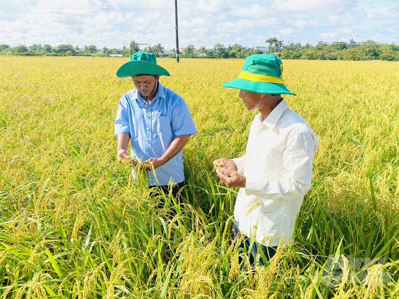 Kiến nghị cho nông dân, doanh nghiệp vay vốn thông qua hợp đồng liên kết