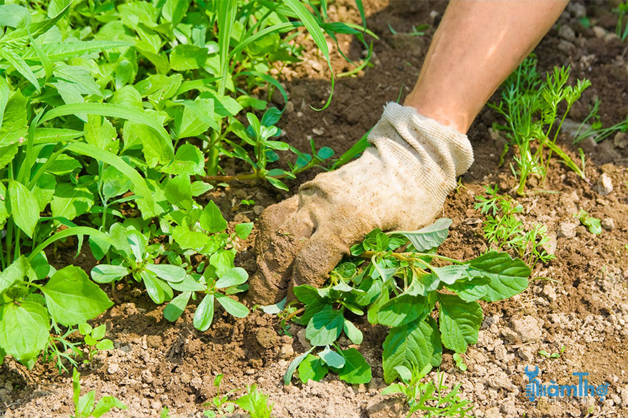 Cỏ dại là bạn, không phải kẻ thù